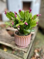 Zdjęcie rosliny doniczkowej Schlumbergera Jolly Dancer, ujęcie 1