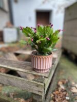 Zdjęcie rosliny doniczkowej Schlumbergera Jolly Dancer, ujęcie 2