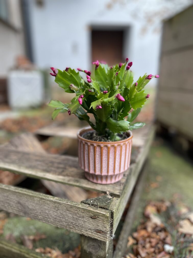 Zdjęcie rosliny doniczkowej Schlumbergera Jolly Dancer, ujęcie 2