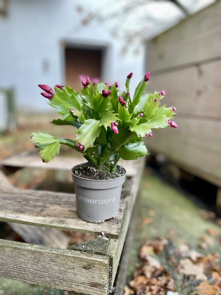 Zdjęcie rosliny doniczkowej Schlumbergera Jolly Dancer, ujęcie 3