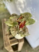 Zdjęcie rosliny doniczkowej Syngonium Brocante, ujęcie 1
