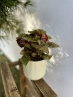 Zdjęcie rosliny doniczkowej Syngonium Brocante, ujęcie 2