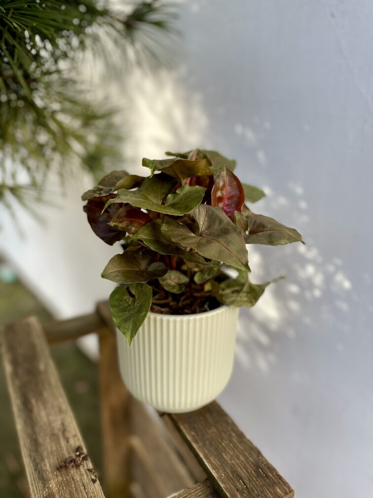 Zdjęcie rosliny doniczkowej Syngonium Brocante, ujęcie 2
