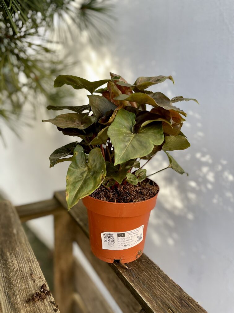 Zdjęcie rosliny doniczkowej Syngonium Brocante, ujęcie 3