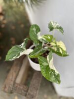Zdjęcie rosliny doniczkowej Syngonium Podophyllum Albo Variegata, ujęcie 1