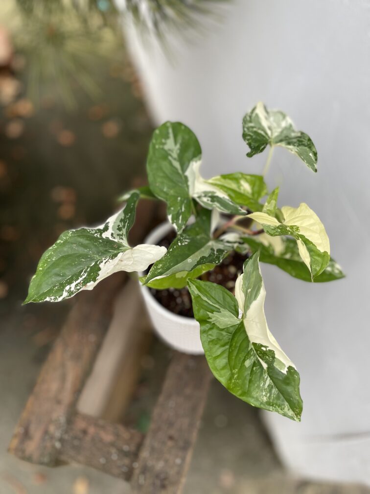 syngonium-podophyllum-albo-variegata_12x20-1_1700216063.jpg Zdjęcie rosliny doniczkowej Syngonium Podophyllum Albo Variegata, ujęcie 1