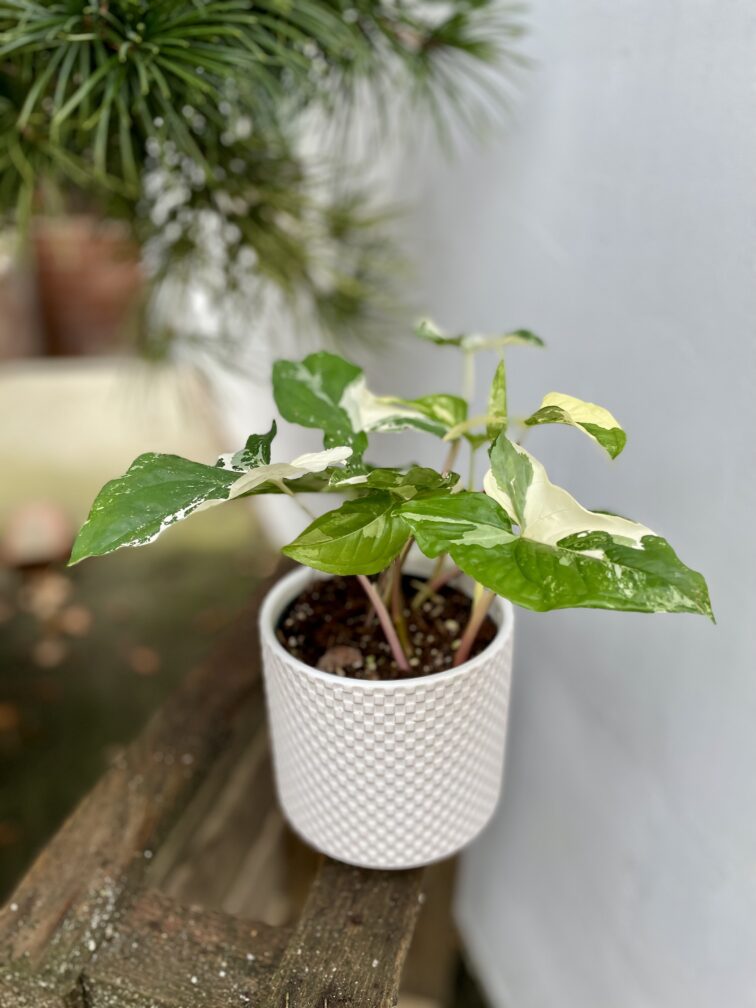 Zdjęcie rosliny doniczkowej Syngonium Podophyllum Albo Variegata, ujęcie 2