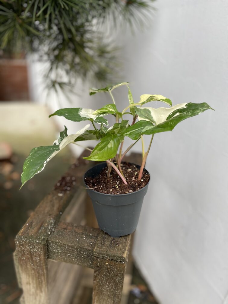 Zdjęcie rosliny doniczkowej Syngonium Podophyllum Albo Variegata, ujęcie 3