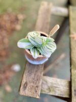 Zdjęcie rosliny doniczkowej Tradescantia Brightness, ujęcie 1