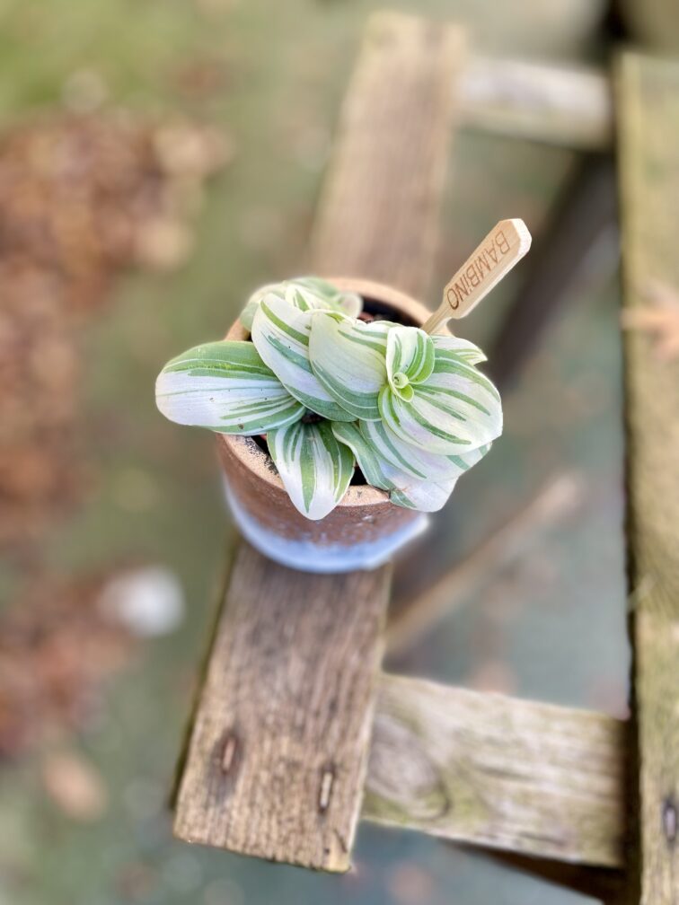 Zdjęcie rosliny doniczkowej Tradescantia Brightness, ujęcie 1