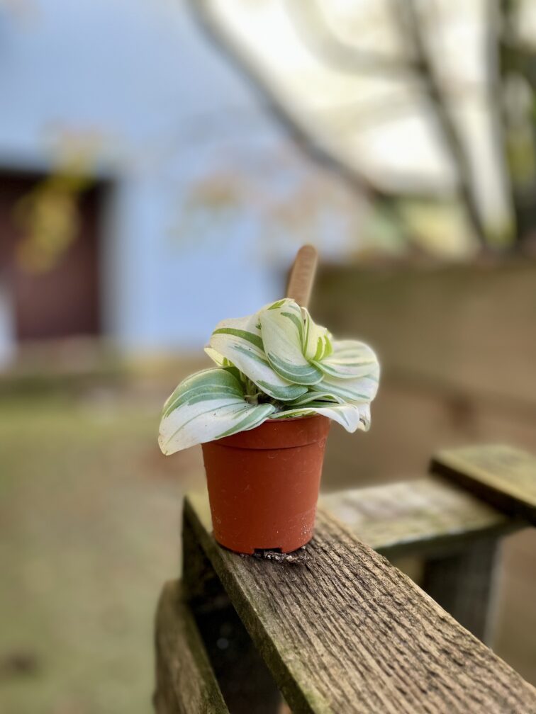 Zdjęcie rosliny doniczkowej Tradescantia Brightness, ujęcie 2