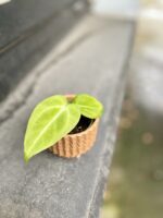 Zdjęcie rosliny doniczkowej Anthurium Magnificum, ujęcie 1