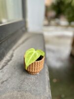 Zdjęcie rosliny doniczkowej Anthurium Magnificum, ujęcie 2
