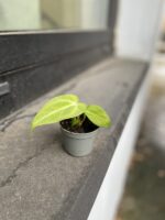Zdjęcie rosliny doniczkowej Anthurium Magnificum, ujęcie 3