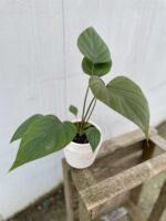 Zdjęcie rosliny doniczkowej Homalomena rubescens Black, ujęcie 1