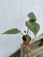 Zdjęcie rosliny doniczkowej Homalomena rubescens Black, ujęcie 3