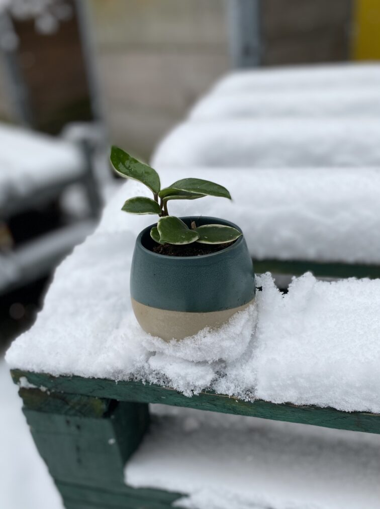 Zdjęcie rosliny doniczkowej Hoya krimson queen, ujęcie 2