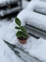 Zdjęcie rosliny doniczkowej Hoya krimson queen, ujęcie 3