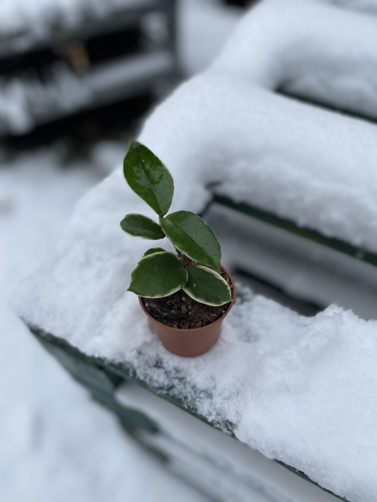 Zdjęcie rosliny doniczkowej Hoya krimson queen, ujęcie 3
