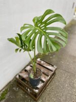 Zdjęcie rosliny doniczkowej Monstera deliciosa (Monstera dziurawa) 19x70 big form, ujęcie 1