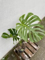 Zdjęcie rosliny doniczkowej Monstera deliciosa (Monstera dziurawa) 19x70 big form, ujęcie 2