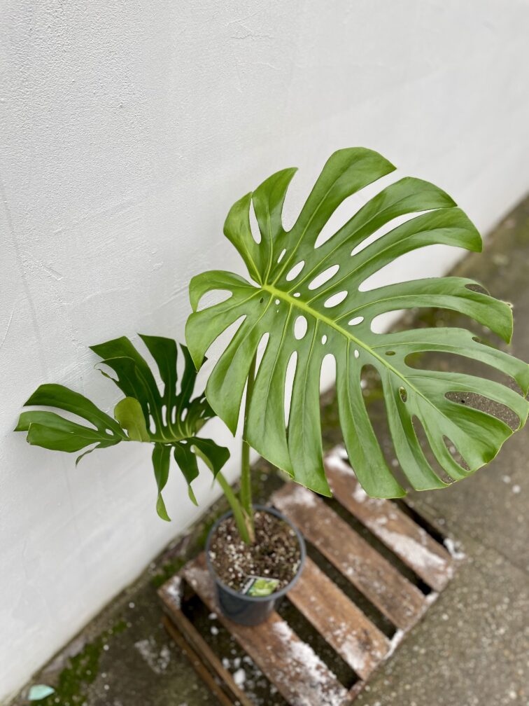 Zdjęcie rosliny doniczkowej Monstera deliciosa (Monstera dziurawa) 19x70 big form, ujęcie 2