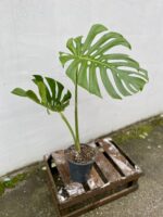 Zdjęcie rosliny doniczkowej Monstera deliciosa (Monstera dziurawa) 19x70 big form, ujęcie 3