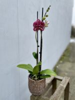Zdjęcie rosliny doniczkowej Phalaenopsis Wild Cat, ujęcie 1