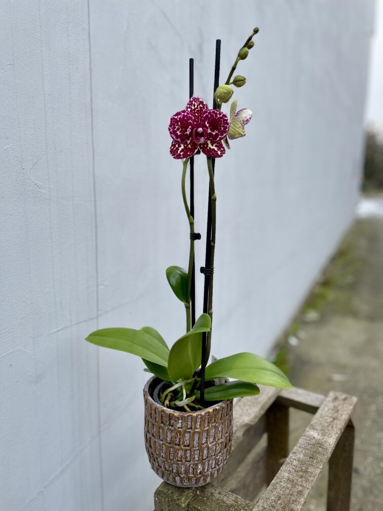Zdjęcie rosliny doniczkowej Phalaenopsis Wild Cat, ujęcie 1