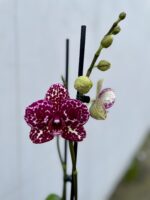 Zdjęcie rosliny doniczkowej Phalaenopsis Wild Cat, ujęcie 2