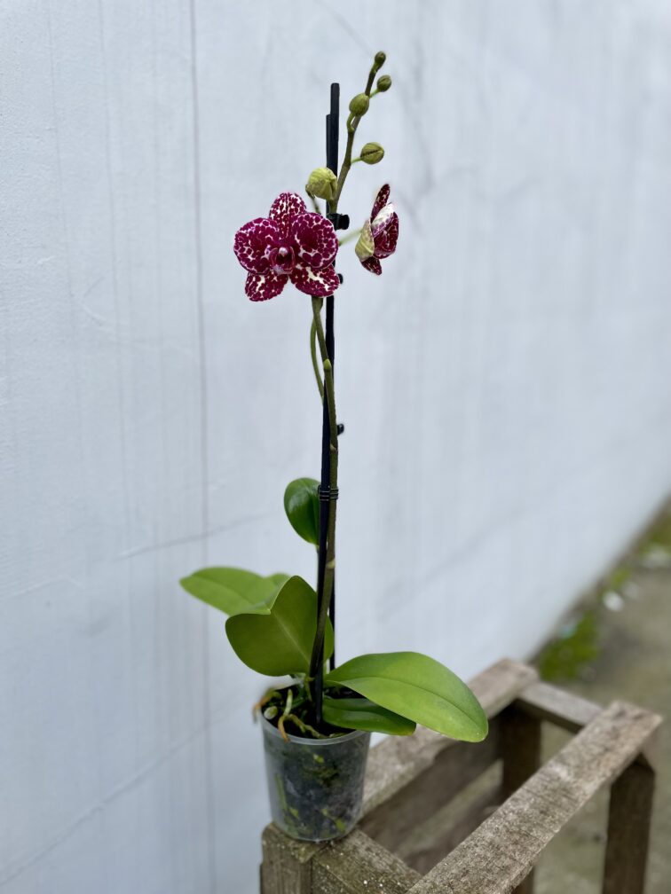 Zdjęcie rosliny doniczkowej Phalaenopsis Wild Cat, ujęcie 3