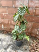 Zdjęcie rosliny doniczkowej Philodendron brandtianum Silver Sword, ujęcie 1