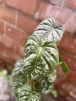 Zdjęcie rosliny doniczkowej Philodendron brandtianum Silver Sword, ujęcie 2