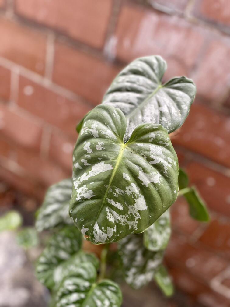 Zdjęcie rosliny doniczkowej Philodendron brandtianum Silver Sword, ujęcie 2