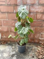 Zdjęcie rosliny doniczkowej Philodendron brandtianum Silver Sword, ujęcie 3