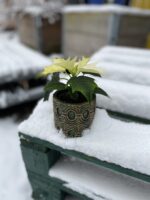 Zdjęcie rosliny doniczkowej Poinsettia pulcherrima Alaska (Gwiazda betlejemska), ujęcie 1