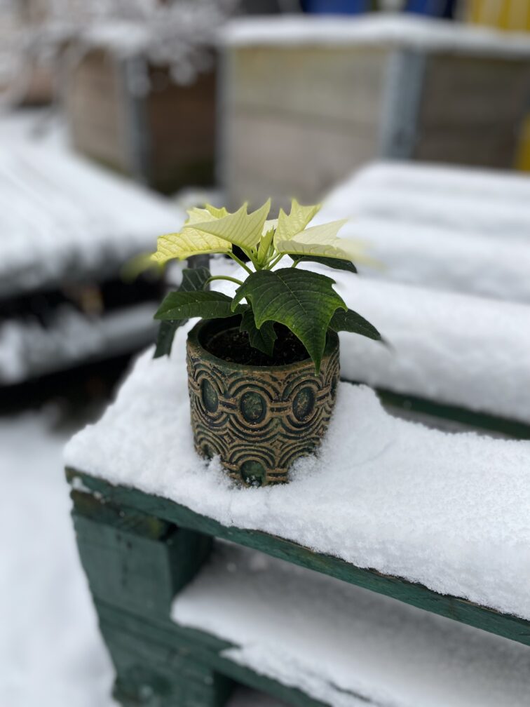 Zdjęcie rosliny doniczkowej Poinsettia pulcherrima Alaska (Gwiazda betlejemska), ujęcie 1