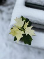 Zdjęcie rosliny doniczkowej Poinsettia pulcherrima Alaska (Gwiazda betlejemska), ujęcie 2