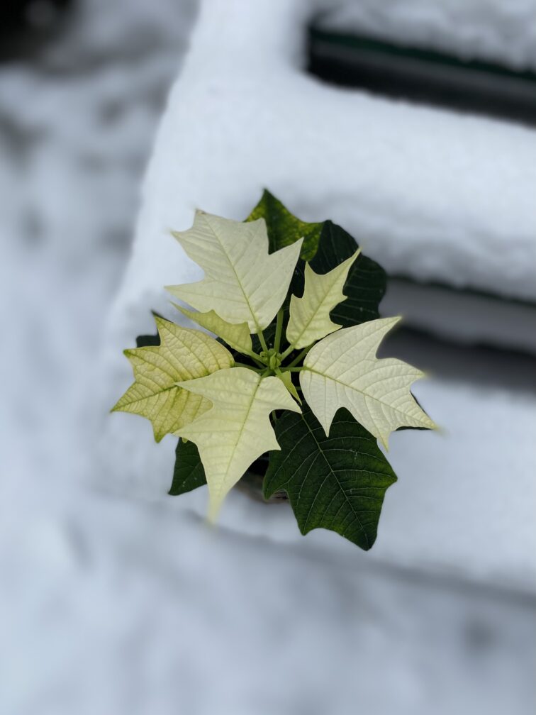 Zdjęcie rosliny doniczkowej Poinsettia pulcherrima Alaska (Gwiazda betlejemska), ujęcie 2