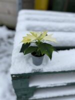 Zdjęcie rosliny doniczkowej Poinsettia pulcherrima Alaska (Gwiazda betlejemska), ujęcie 3
