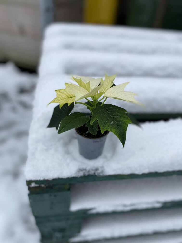 Zdjęcie rosliny doniczkowej Poinsettia pulcherrima Alaska (Gwiazda betlejemska), ujęcie 3