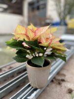 Zdjęcie rosliny doniczkowej Poinsettia pulcherrima Picasso (Gwiazda betlejemska), ujęcie 1