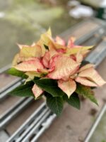 Zdjęcie rosliny doniczkowej Poinsettia pulcherrima Picasso (Gwiazda betlejemska), ujęcie 2