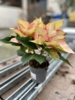 Zdjęcie rosliny doniczkowej Poinsettia pulcherrima Picasso (Gwiazda betlejemska), ujęcie 3