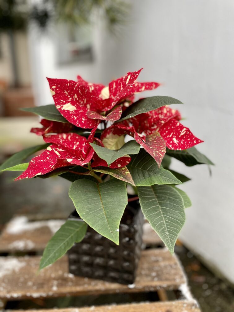 poinsettia-pulcherrima-primero_12x35-1_1702041876.jpg Zdjęcie rosliny doniczkowej Poinsettia pulcherrima Primero, ujęcie 1
