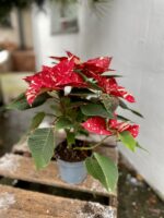 Zdjęcie rosliny doniczkowej Poinsettia pulcherrima Primero, ujęcie 2