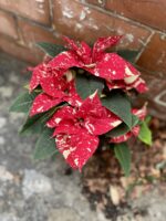 Zdjęcie rosliny doniczkowej Poinsettia pulcherrima Primero, ujęcie 3