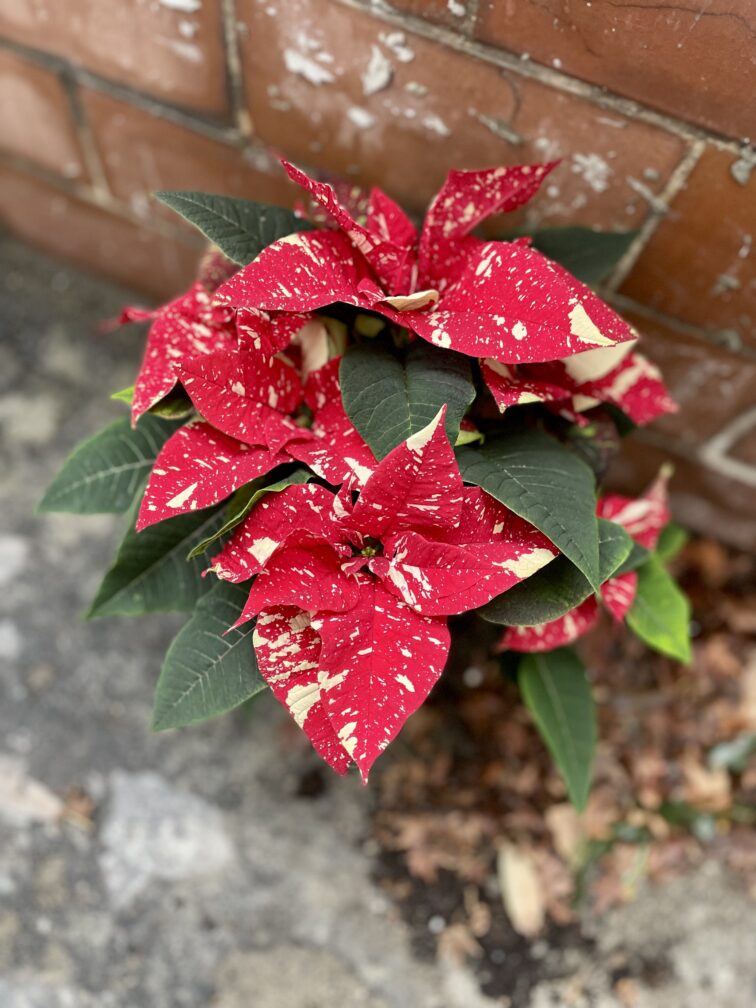 Zdjęcie rosliny doniczkowej Poinsettia pulcherrima Primero, ujęcie 3