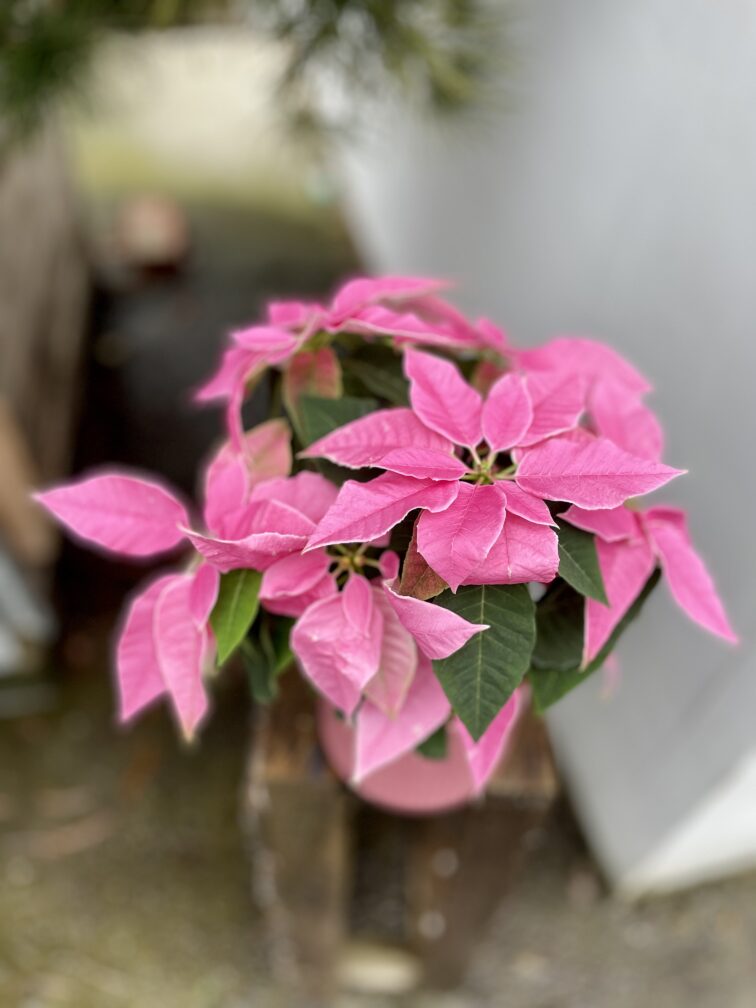 Zdjęcie rosliny doniczkowej Princettia Hot Pink Glitter (Gwiazda betlejemska), ujęcie 1