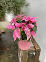 Zdjęcie rosliny doniczkowej Princettia Hot Pink Glitter (Gwiazda betlejemska), ujęcie 2